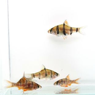 peces barbo pentazona en acuario online