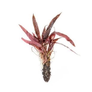 Bulbo de Barclaya longifolia
