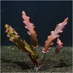 Barclaya longipholia ficha acuario