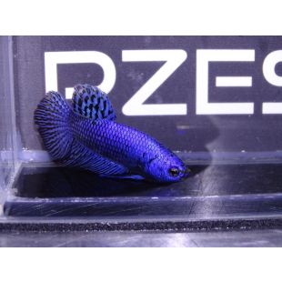 comprar Betta Alien Azul