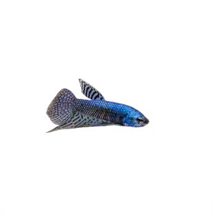 Comprar Betta Alien Azul macho en Alcorcón (Madrid)
