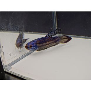 Betta Alien Azul (hembra) acuario