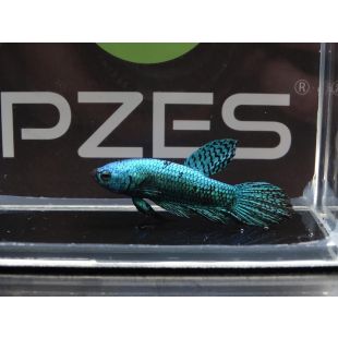 Betta Alien Verde
