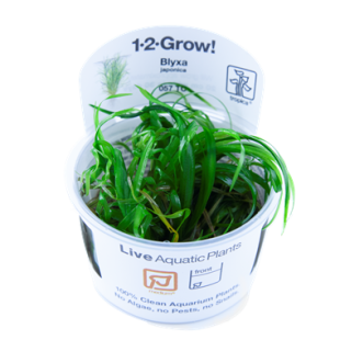 Blyxa japonica, comprar plantas