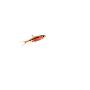 Venta de Boraras brigittae o rasbora mosquito 