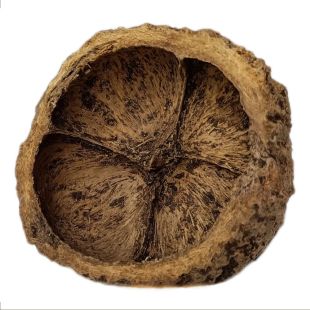 Cáscara de nuez de Brasil botánico para acuarios