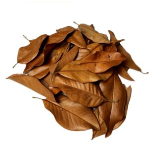 Hojas de magnolio botánicos para acuarios