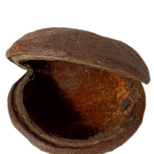 Nuez de buda botánico acuarios