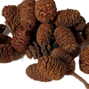 piñas de aliso botánicos para acuarios