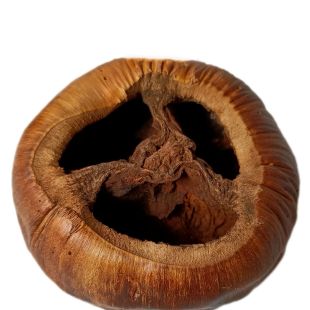 Cáscara de talami botánicos para acuarios
