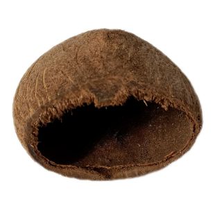 cáscara de toddy palm botánico para acuarios