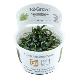 Bucephalandra "Needle Leaf" (invitro) en tienda online