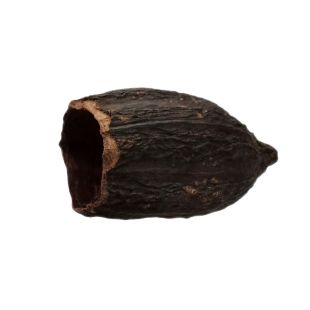 Cacao pod como botánico  para acuarios (baya de Theobroma cacao)