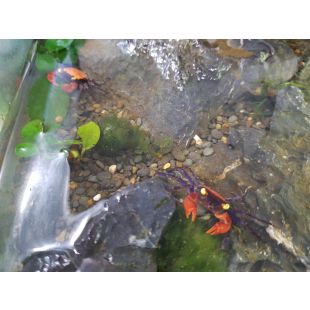 Geosesarma red Devil (cangrejo agua dulce)