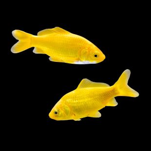 Comprar Cometa amarillo 12 cm (Carassius auratus) online