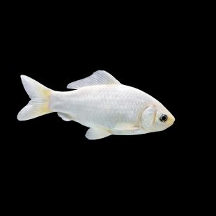 Carassius auratus - Cometa blanco (15 cm) para estanque
