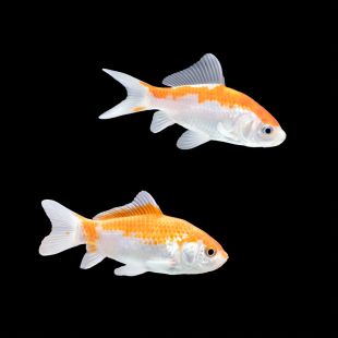 Comprar Cometa sarassa 8-13 cm (Carassius auratus) online