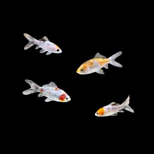 Carassius auratus carpa Shubunkin
