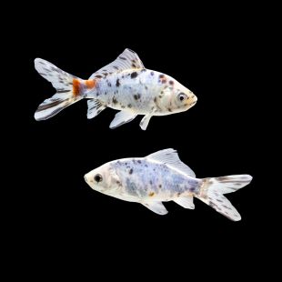 Comprar Cometa shubunkin 8-13 cm (Carassius auratus) online
