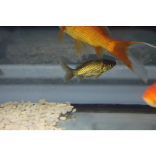 Carassius auratus, cometa negro. carpa negra o pez negro de estanque