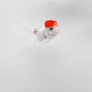 Comprar por internet oranda Boina Roja Carassius auratus 