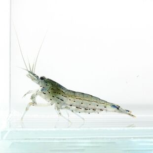 Caridina multidentata japónica, gamba amano para acuarios plantados