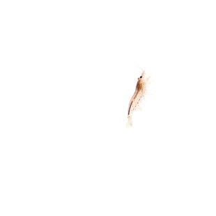 Caridina multidentata 'Orange' o Gamba japónica o Amano naranja