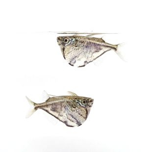 Carnegiella strigata (Pez Hacha mármol)