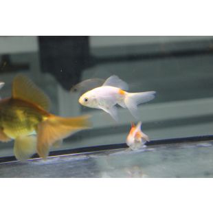 mejor sitio para comprar peces Carpín Japonés