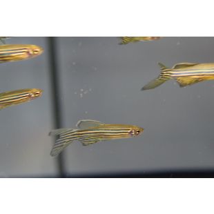 comprar Cebrita Velo peces online