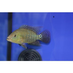 Cichlasoma festae pez Terror rojo online 