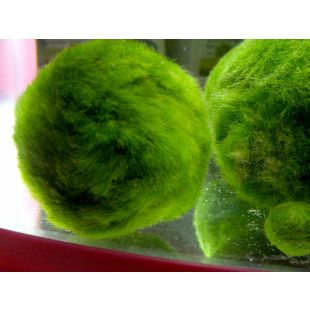 Comprar online bola de Cladophora aegagropila o Aegagropila linnaei