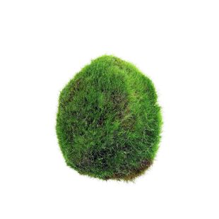 Comprar online bola de Cladophora aegagropila o Aegagropila linnaei