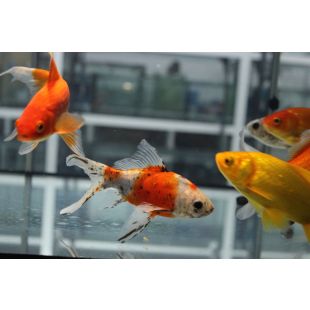 comprar cometas y peces de agua fría por internet