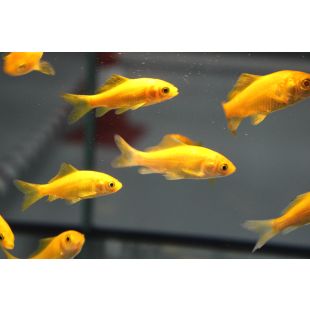 venta online de Carassius auratus – Cometa, carpa dorada o cometa amarillo
