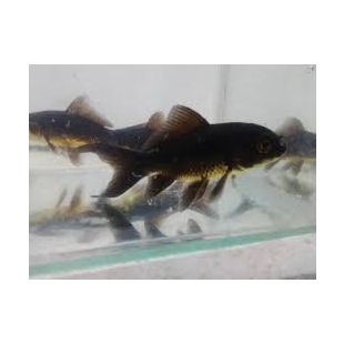 Carassius auratus comprar cometa negro o pez negro de estanque