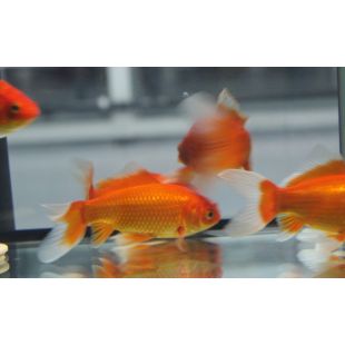 Carassius auratus comprar carpa dorada o pez rojo de estanque