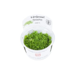 Hemianthus callitrichoides 'Cuba' para venta online