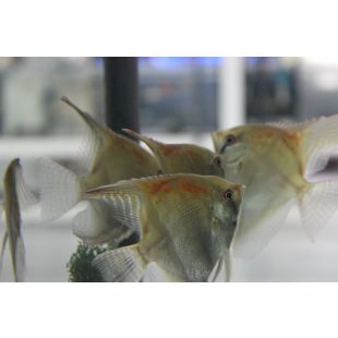 Pterophyllum Amapa comprar Escalar Amapa Red Back 