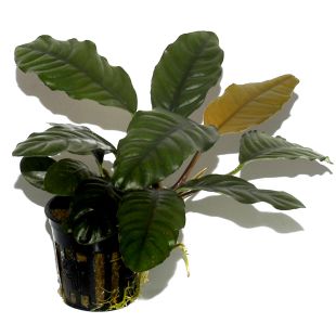 comprar Anubia barteri Coffeefolia