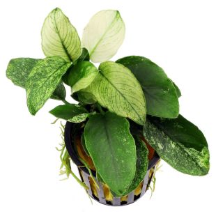 comprar Anubia Nana Pinto