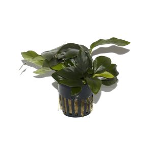 comprar anubia nana para acuario