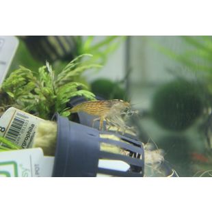 comprar Atyopsis moluccensis Gamba rinoceronte, banana o filtradora