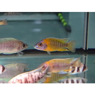 comprar Aulonacara Rubescens online