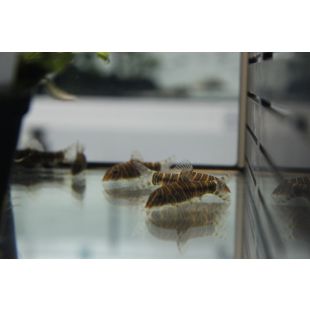 comprar Botia striata o Locha cebra tienda de peces online