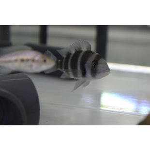 Cyphotilapia frontosa Burundi comprar online