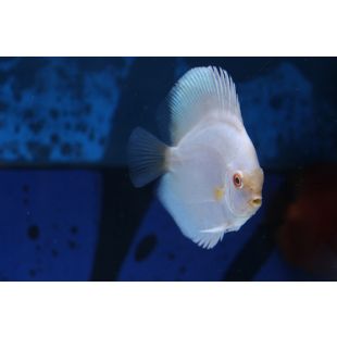 Disco Albino Platinum
