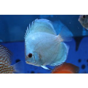 blue diamond, comprar pez disco azul en Pzes.es