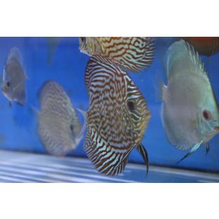 peces disco con garantía de envío