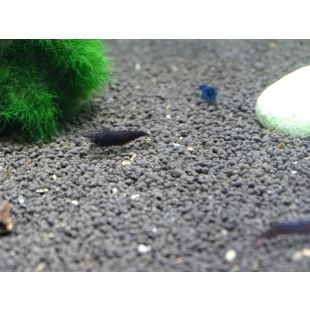 comprar por internet con envío seguro Black Sakura o gamba negra